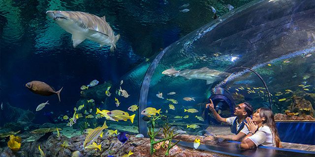 Shark encounter visit odysseo oceanarium  (5)